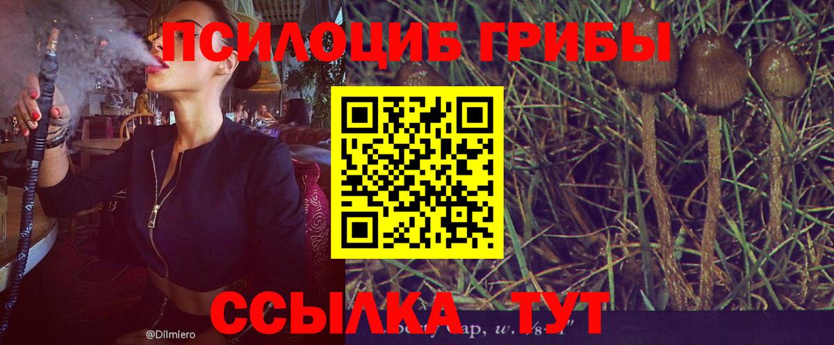 Галлюциногенные грибы Psilocybe Прохладный